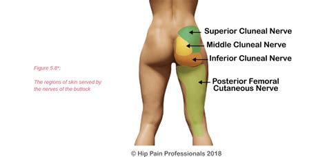 The different anatomical areas of the gluteal region: Hip Pain Explained - including structures & anatomy of the hip and pelvis.