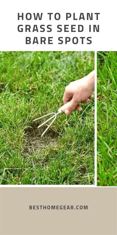 If you're here because you've got bare spots in your yard, then let us help. How To Plant Grass Seed In Bare Spots | Planting grass ...