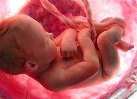 Keajaiban kandungan asi melindungi bayi dari penyakit. Mengenal Tahap Perkembangan Jenis Kelamin Bayi dalam ...