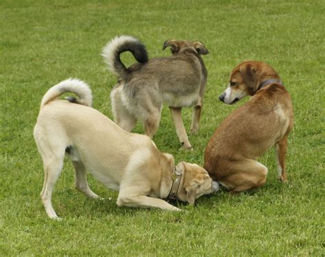 Die österreichischer pinscher absteigend von der alter österreichischer landpinscher, der in der zweiten hälfte des 19. ÖSTERREICHISCHER PINSCHER vom Bunten Hundehof ...