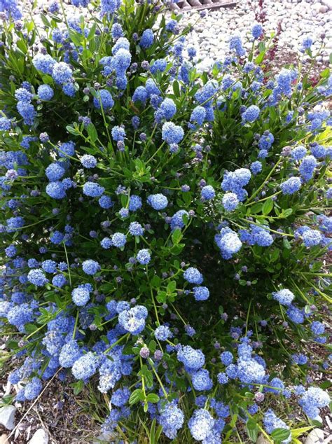 The california lilac is not a true lilac. California Wild Lilac | California lilac, Flower garden ...