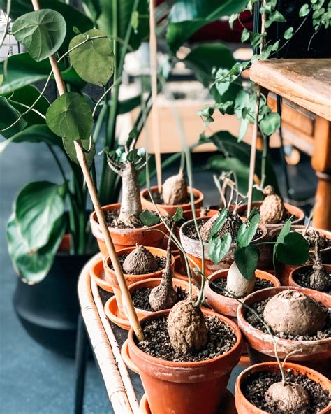 Porous soil with good drainage. Stephania Erecta care - Plantenstudio | Herbaceous ...