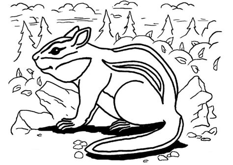 The coloring sheets of chipmunk perched on a tree. Chipmunk coloring pages to download and print for free