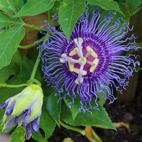 How to preserve a passion flower. Passion Flower Maypop - Easy To Grow Bulbs