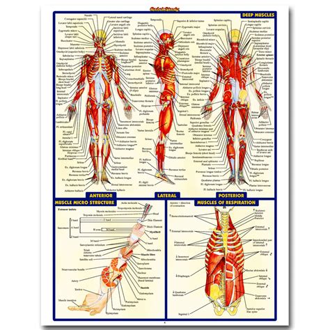 The most basic unit is the cell; Medic Impression Promotion-Achetez des Medic Impression ...