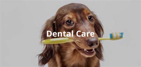 The gamble pet clinic is a small veterinary animal practice serving the medical, surgical and preventative needs of fort collins. Prescott Valley Pet Clinic is a full service veterinary ...