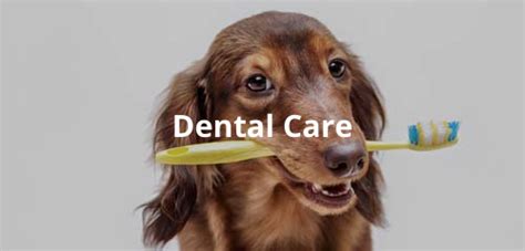 Prescott valley pet clinic прескотт, явапай каунти, аризона. Prescott Valley Pet Clinic is a full service veterinary ...