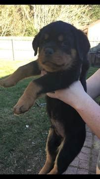 See tripadvisor's 57,405 traveler reviews and photos of gainesville free attractions. View Ad: Rottweiler Puppy for Sale, Florida, GAINESVILLE