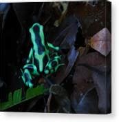 Seem 1 point source direct/indirect. Green and Black Poison Dart Frog Photograph by Natural ...