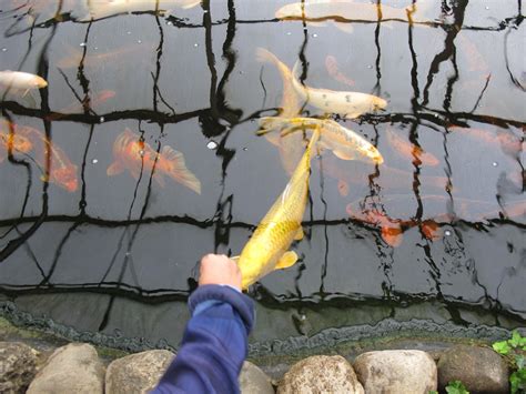 Wer einen garten für schmetterlinge anlegt, wird nicht nur durch die schönheit dieser tiere belohnt, sondern kann auch die leichtigkeit und unbeschwertheit geniessen, mit der sie von einer pflanze zur. Die Klasse 3c war im Garten der Schmetterlinge… - Schule ...