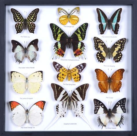 Get 3d mirror butterflies wall decor online or find other vinyl wall decals products from hobbylobby.com. Taxidermy Mounted Butterfly Collections @ www.BugsDirect ...