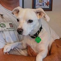 As pet parents, we don't adopt animals. Scottsdale, AZ - Chihuahua. Meet Minka a Dog for Adoption.