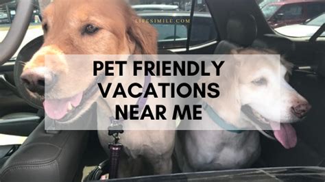 Are you wondering, where do i go for pet adoption near me? you've found the place — getyourpet.com. Pet Friendly Vacations Near Me in the U.S. - Life Simile