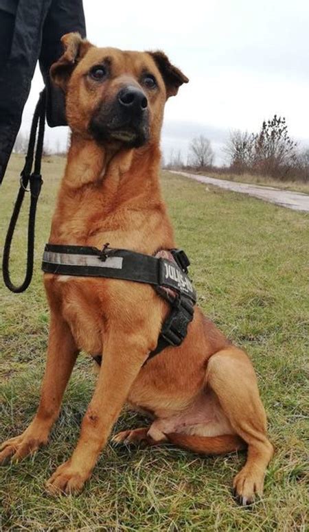 Hunde aus dem tierheim suchen ein neues zuhause. BUKSI - 55 cm - SUCHT EIN ZUHAUSE! (aus dem Tierschutz ...