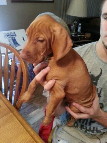 So for those who are interested in exploring ohio with a furry traveling companion, be sure you visit columbus, ohio! AKC Vizsla Puppies for Sale in South Saint Paul, Minnesota ...