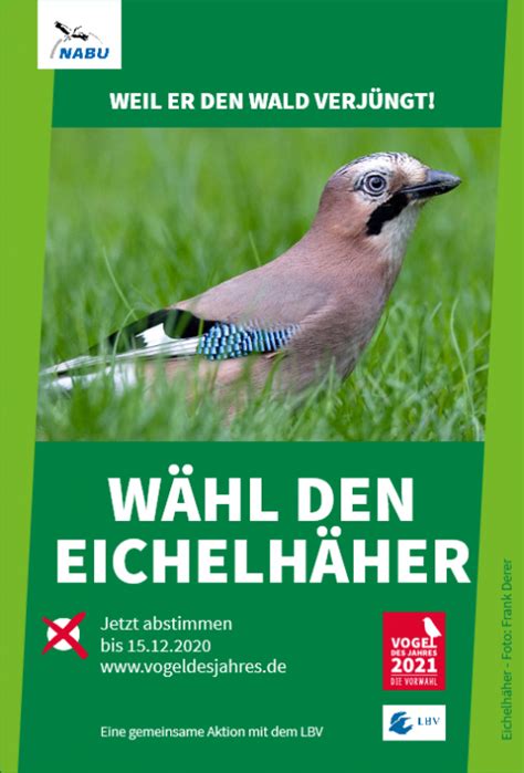 Der erste öffentlich gewählte vogel des jahres ist das rotkehlchen. Mitmachaktion! Wahl zum Vogel des Jahres 2021 - Der ...