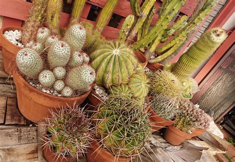 Buy cactus succulent plant online. Cactus SALE! Range of beautiful LARGE and MATURE specimens ...