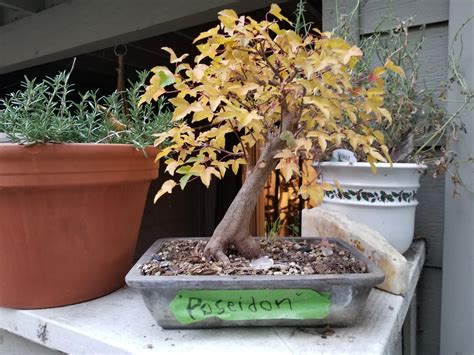 Check spelling or type a new query. Poseidon the trident maple's first fall show for me. : Bonsai