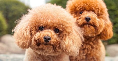 All pretty poodles are about looks and fashion, right? Poodle Doodle Keto - The Best Low Carb Christmas Cookie ...