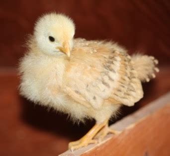 Fast streaming fakeagent she makes spunk fly for most videos and daily updates. Birds for Sale - Willowrise Gardens