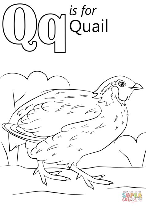 A close relative to the quail. Letter Q is for Quail | Super Coloring | Abc coloring ...