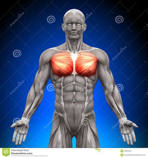 Chest anatomy, functions and chest exercises tips for developing chest muscles fast. Chest / Pectoralis Major / Pectoralis Minor - Anatomy Muscles Stock Photography - Image: 32284052