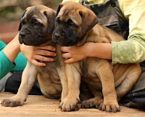 We offer the tools and training you and your dog need to build a strong bond so you can enjoy a bright future together. Bullmastiff Puppies For Sale | Nashville, TN #117407