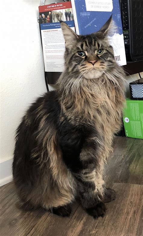 His warmth, humor and exotic appearance all combine to make him a favorite with cat lovers. Maine Coon Cat Breeders Near Me