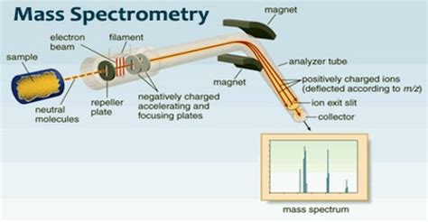 Continuous dynode electron multiplier an electron multiplier is a vacuum tube structure that multiplies incident charges.1 in a process called in mass spectrometry electron multipliers are often used as a detector of ions that have been separated by a mass analyzer of some sort. Mass Spectrometry - Assignment Point