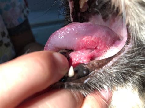 Paul hergenrother, examines a new treatment approach for feline oral squamous cell carcinoma, the most common mouth cancer in cats and one that currently has very. Mouth Cancer In Cats: Causes, Symptoms & Treatment - We're ...