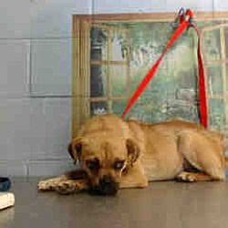 Maybe you would like to learn more about one of these? Available pets at Saving Shelter Pets - Inland Empire in ...