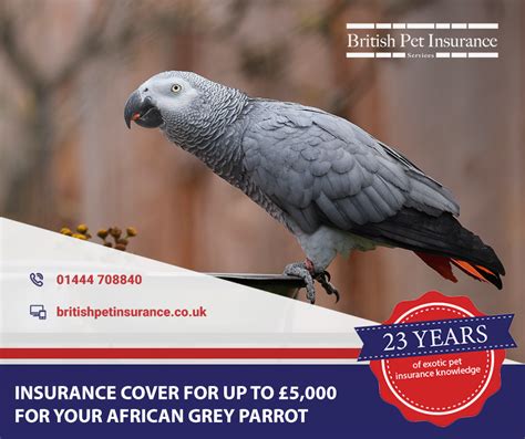 There are now a number of plans to choose from that cover accidents. Pin on Everything British Pet Insurance