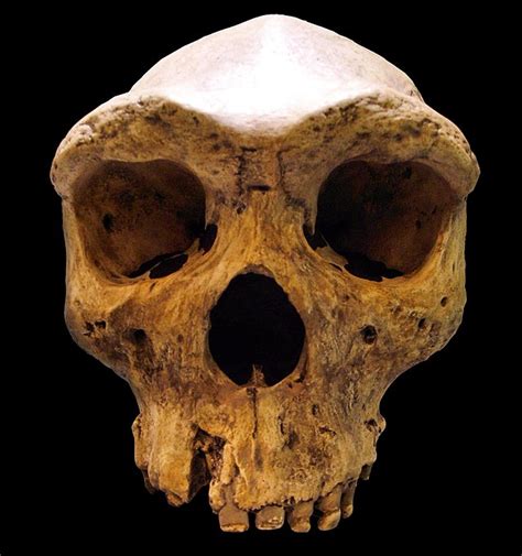 Amazon amazon uk amazon ca. Homo rhodesiensis broken hill kabwe skull | Tsjok's blog