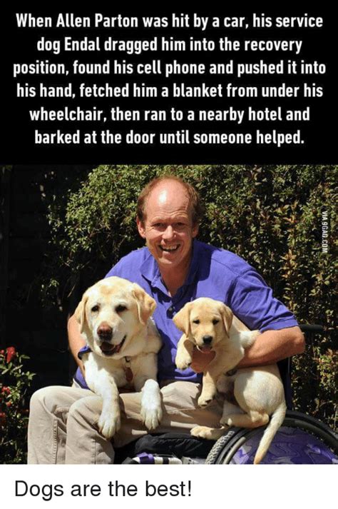 For instance mercedes, rolls royce, bmw & range rover. When Allen Parton Was Hit by a Car His Service Dog Endal ...