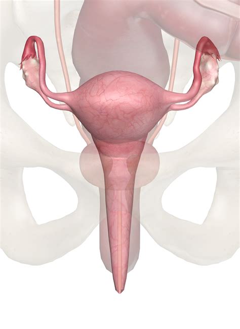The human body is one complex network, universally accepted as the most intriguing construct. Uterus and Ovaries - Anatomy Pictures and Information