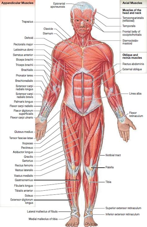 Skeletal muscles rarely work by themselves to achieve movements in the body. Groin Muscles Diagram Anterior Muscles Diagram Muscle ...
