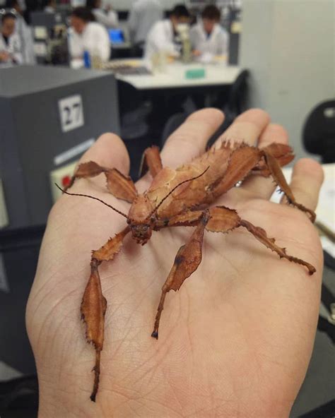 The macleays spectre is a massive species of stick insect that comes from australia. Spiny leaf insect - red (Extatosoma tiaratum) | Djur och ...