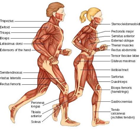 For the legs, superficial muscles are shown in the anterior view while the these muscles help to make up the musculoskeletal (say: How the Muscles are Named