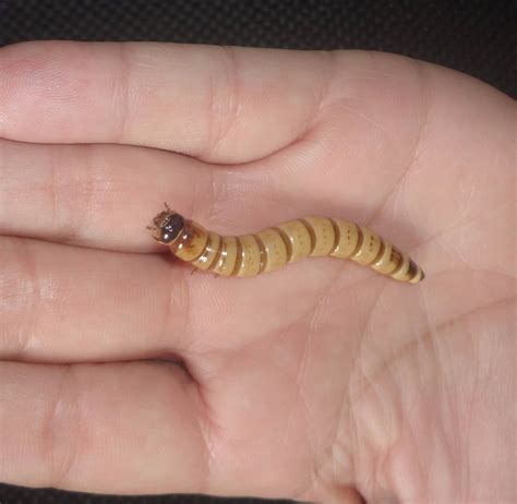 The larvae are minor pests, but they are also widely reared and sold as pet food. Tenebrio Gigante 100 Larvas - R$ 30,00 em Mercado Livre