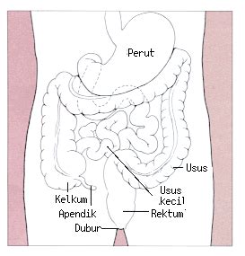 Usus buntu merupakan organ berbentuk kantong kecil dan tipis, berukuran sepanjang 5 hingga 10. Kesihatan Anda Keutamaan Kami: TANDA-TANDA SAKIT APENDIK