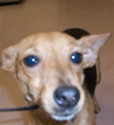 Learn more about dachshund rescue of houston in houston, tx, and search the available pets they have up for adoption on petfinder. 02/11/14 January Chihuahua & Dachshund Mix • Young ...