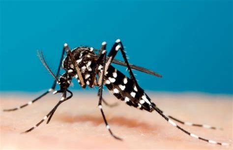 Seiring berjalannya waktu, demam akan reda dengan sendirinya. 4 langkah mudah mencegah demam denggi | MyPestNews