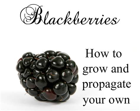 Sample organic fertilizer from hello organics & 4 hello organics tags. Blackberry Plants: How to Grow and Propagate | Dengarden