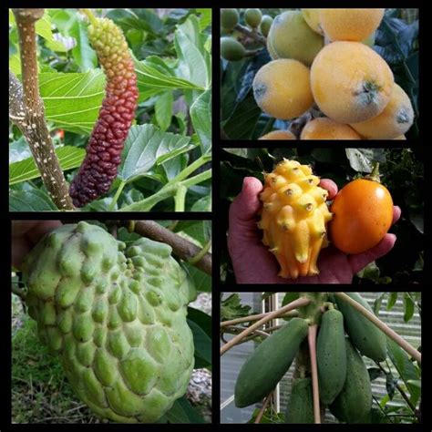 As you can see, we provide one of the widest varieties in tree services in southern california. The Biodome full of beautiful... - Daleys Fruit Tree Nursery