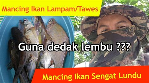 Jalan haji lampam cluster category: Mancing ikan lampam tawes dengan umpan dedak - YouTube