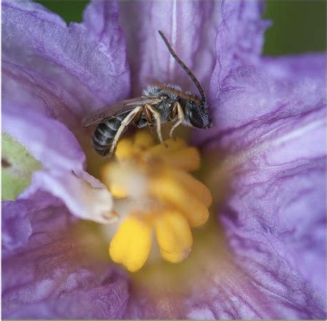 Flowers and cards can be sent to elizabeth coonce at 7005 se 221st st, hawthorne, fl, 32640, and donations are encouraged to the st. Raising Pollinators | Insects, Pollination, Animals