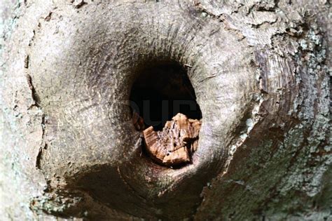 Oc is very welcome, so let us see every detail of your pussy. Close-up of hole in the tree trunk | Stock image | Colourbox