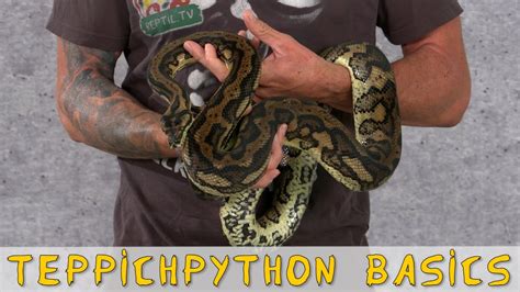 Biete mein morelia spilota cheynei teppichpython männchen an. Reptil TV - Folge 95 - Teppichpython / Carpet Python ...