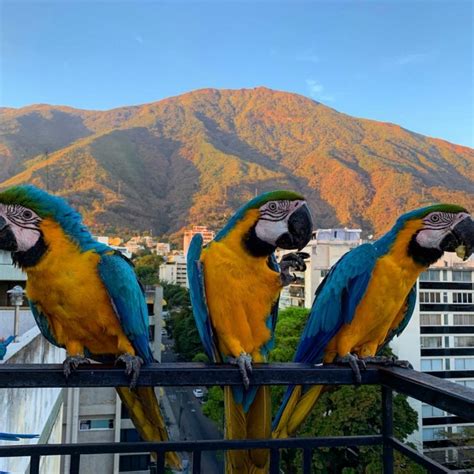 Find us at 4550 w pico blvd. MACAWS PARROTS FOR SALE. WHATSAPP:19379092410 LOS ANGELES ...