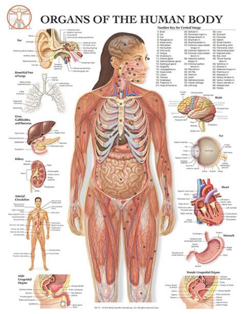 Another way to say female part? Female Private Parts Diagram. The Human Vagina and Other ...